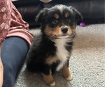 Puppy Basil Miniature Australian Shepherd