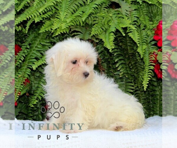 Medium Photo #2 Maltese Puppy For Sale in RISING SUN, MD, USA