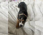 Small #10 Mutt
