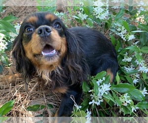 Mother of the Cavalier King Charles Spaniel puppies born on 02/06/2026