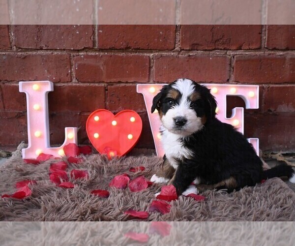 Medium Photo #6 Bernedoodle Puppy For Sale in ELMWOOD, IL, USA