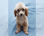 Small #1 Poodle (Miniature)