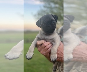 Pug Puppy for sale in TURNERS STATION, KY, USA