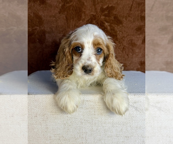 Medium Photo #4 Cock-A-Poo Puppy For Sale in OCALA, FL, USA
