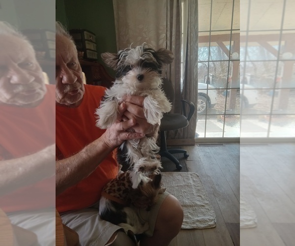 Medium Photo #5 Yorkshire Terrier Puppy For Sale in JAMAICA, IA, USA