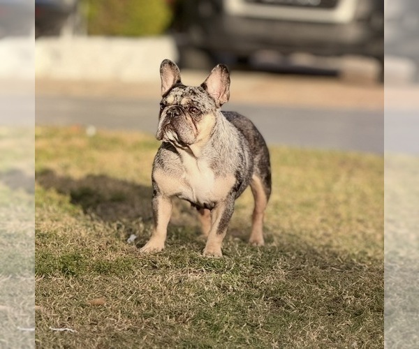 Medium Photo #1 French Bulldog Puppy For Sale in NAPLES, FL, USA