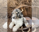 Small Photo #4 Aussiedoodle Puppy For Sale in CHAPEL HILL, NC, USA
