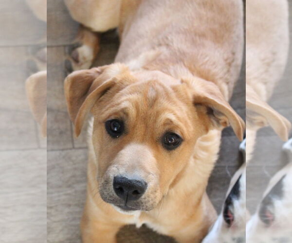 Medium Photo #1 Boxer-Unknown Mix Puppy For Sale in Burnsville, MN, USA