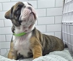 Puppy Donkey Beabull