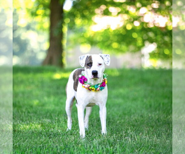 Medium Photo #2 Mutt Puppy For Sale in Unionville, PA, USA