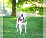 Small #1 Mutt