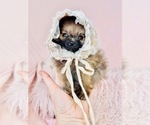 Small #6 Pomeranian