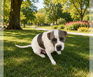 STELLA - Female Bull-Boxer Dog for Adoption - Photo #2
