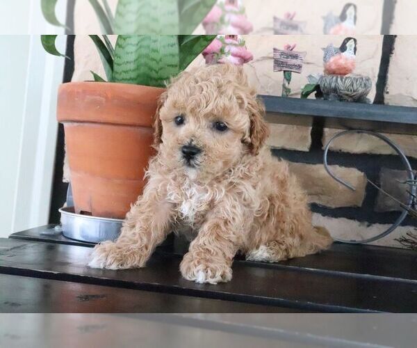 Medium Photo #4 ShihPoo Puppy For Sale in CANTON, OH, USA