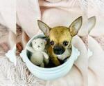 Small Photo #10 Chihuahua Puppy For Sale in AVONDALE ESTATES, GA, USA