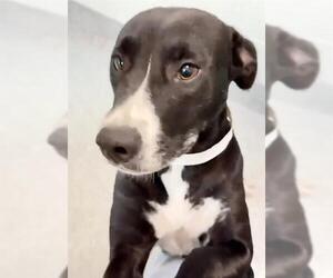Mutt Dogs for adoption in Houston, TX, USA