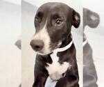 ARETHA - Female Mutt Dog for Adoption - Small photo