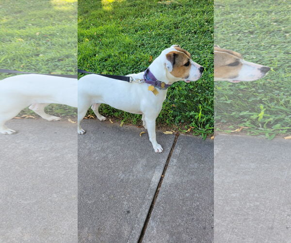 Medium Photo #4 Bullboxer Pit Puppy For Sale in Oakhurst, NJ, USA