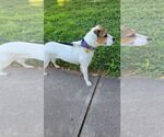 Small #3 Bullboxer Pit