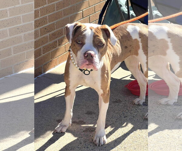 Medium Photo #11 Mutt Puppy For Sale in Rockville, MD, USA