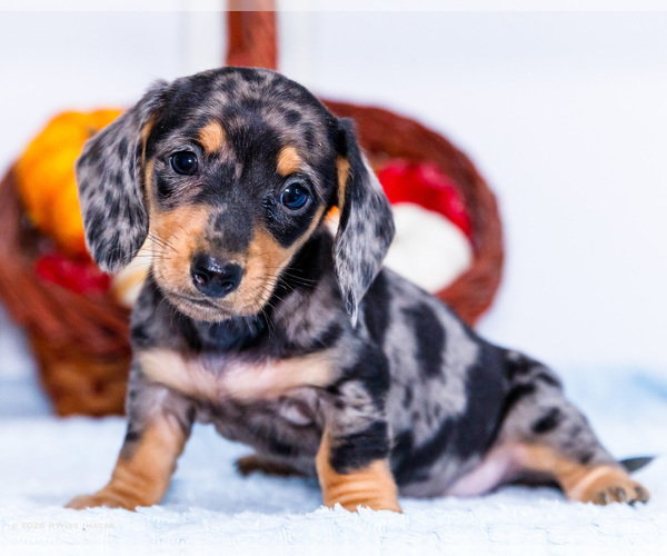 Medium Photo #4 Dachshund Puppy For Sale in WAKARUSA, IN, USA