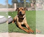 Small Photo #2 Mutt Puppy For Sale in Phoenix, AZ, USA