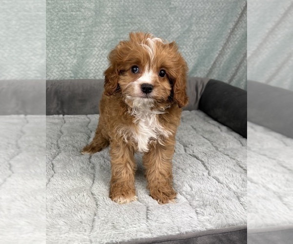 Medium Photo #1 Cavapoo Puppy For Sale in FRANKLIN, IN, USA