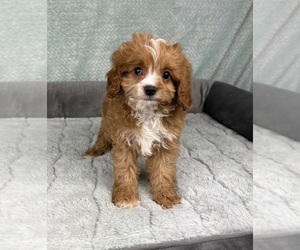 Cavapoo Puppy for sale in FRANKLIN, IN, USA