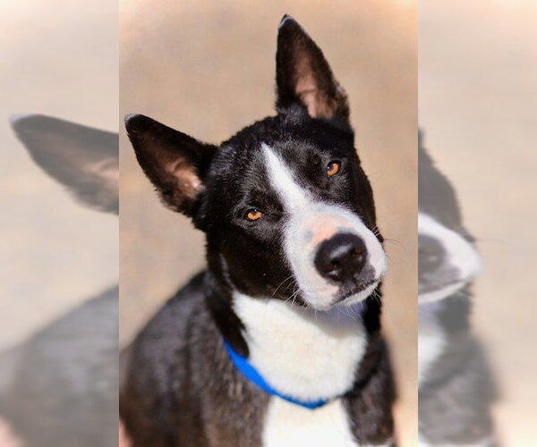 Medium Photo #1 Mutt Puppy For Sale in Webster, WI, USA