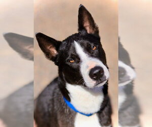 Mutt Dogs for adoption in Webster, WI, USA