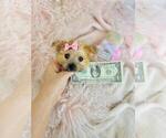Small #7 Morkie