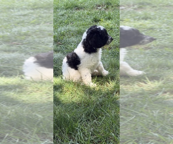 Medium Photo #24 Aussiedoodle Puppy For Sale in ASHEVILLE, NC, USA