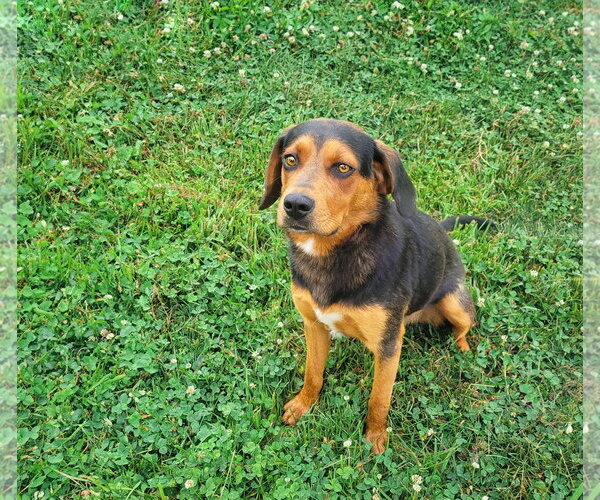 Medium Photo #1 Labrottie Puppy For Sale in Unionville, PA, USA