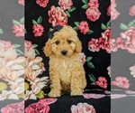 Small Photo #2 Poodle (Toy) Puppy For Sale in NEW PROVIDENCE, PA, USA