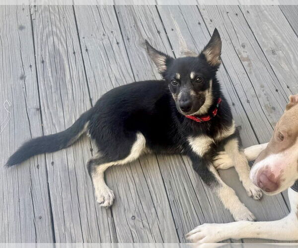 Medium Photo #12 German Shepherd Dog-Unknown Mix Puppy For Sale in Brewster, NY, USA