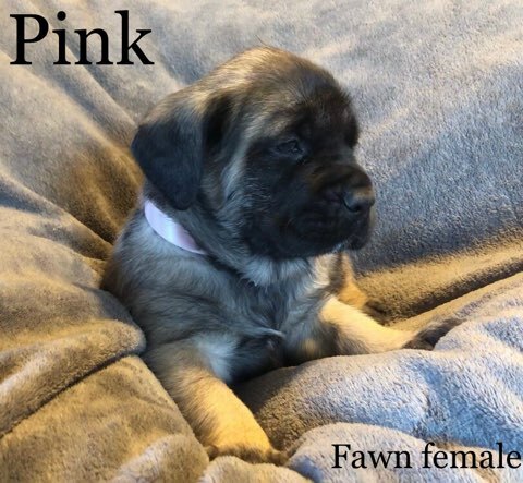 Medium Photo #9 Mastiff Puppy For Sale in MANSFIELD, OH, USA