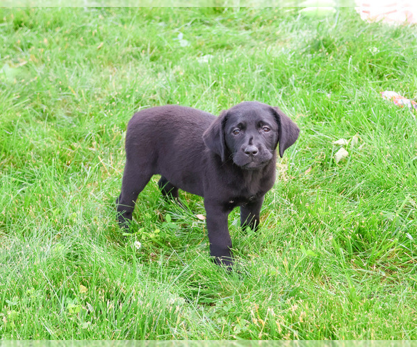 Medium Photo #8 Labrador Retriever Puppy For Sale in SYRACUSE, IN, USA