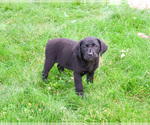 Small #7 Labrador Retriever