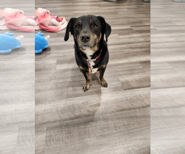 Medium Photo #2 Bagle Hound Puppy For Sale in Woodbury, NY, USA