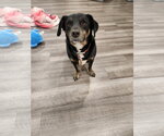 Small #1 Bagle Hound