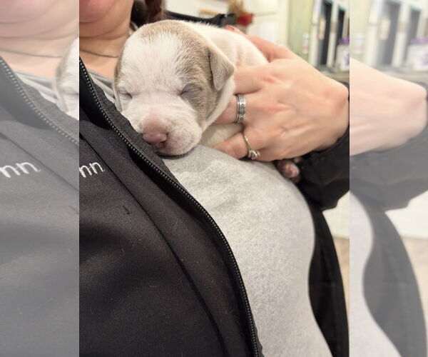 Medium Photo #2 Bullypit Puppy For Sale in Blairsville, GA, USA