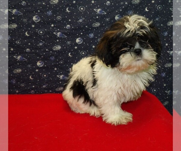 Medium Photo #16 Shih Tzu Puppy For Sale in PATERSON, NJ, USA