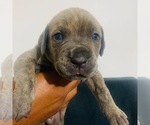 Small Photo #1 Cane Corso Puppy For Sale in MIAMI, FL, USA