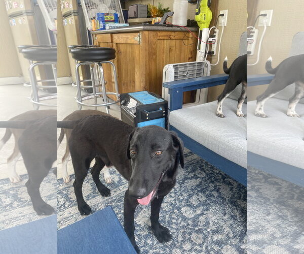 Medium Photo #2 Border Collie-Unknown Mix Puppy For Sale in Virginia Beach, VA, USA