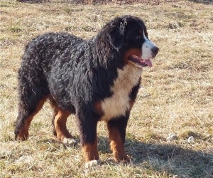 Bernese Mountain Dog Puppy for sale in Hatvan, Heves, Hungary