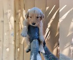 Puppy Dark Green Golden Retriever
