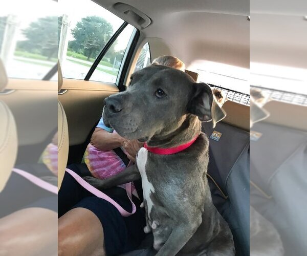 Medium Photo #8 American Pit Bull Terrier Puppy For Sale in Fairfax, VA, USA