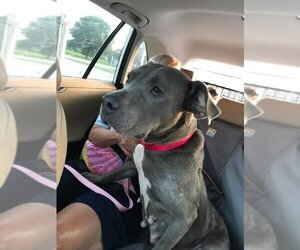 Diamond *Adopt or Foster* - Female Mutt Dog for Adoption - Photo #8