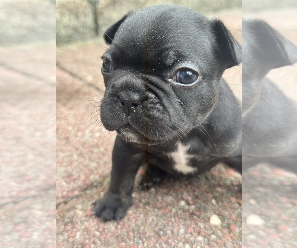 Medium Photo #3 French Bulldog Puppy For Sale in LUTZ, FL, USA