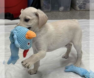 Labrador Retriever-Unknown Mix Dogs for adoption in Mechanicsburg, PA, USA
